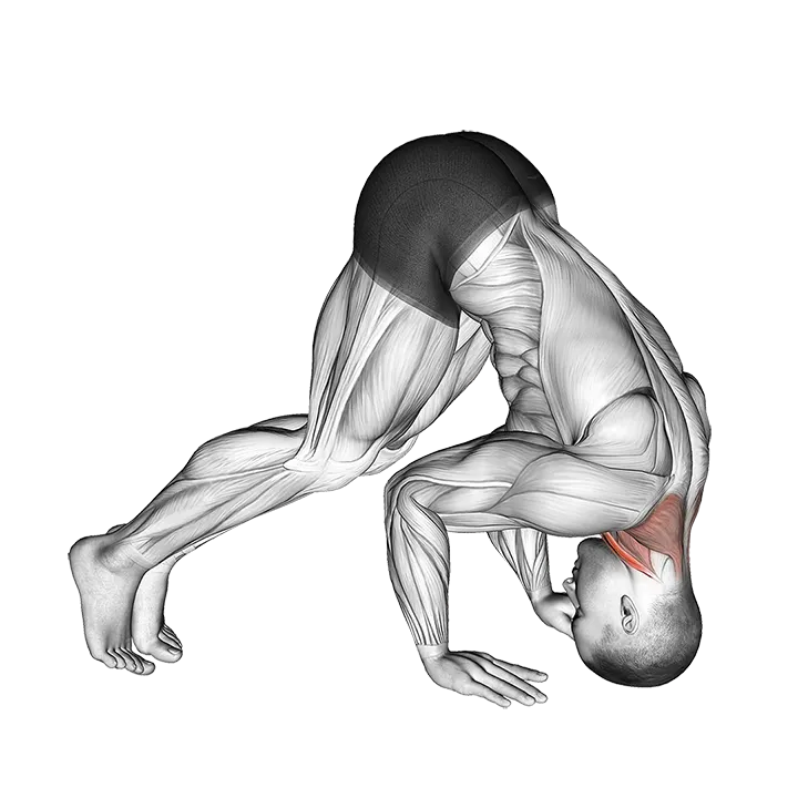 Neck Bridge Prone exercise animation (Male)