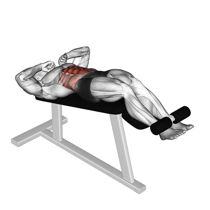 Negative Crunch exercise animation (Male)