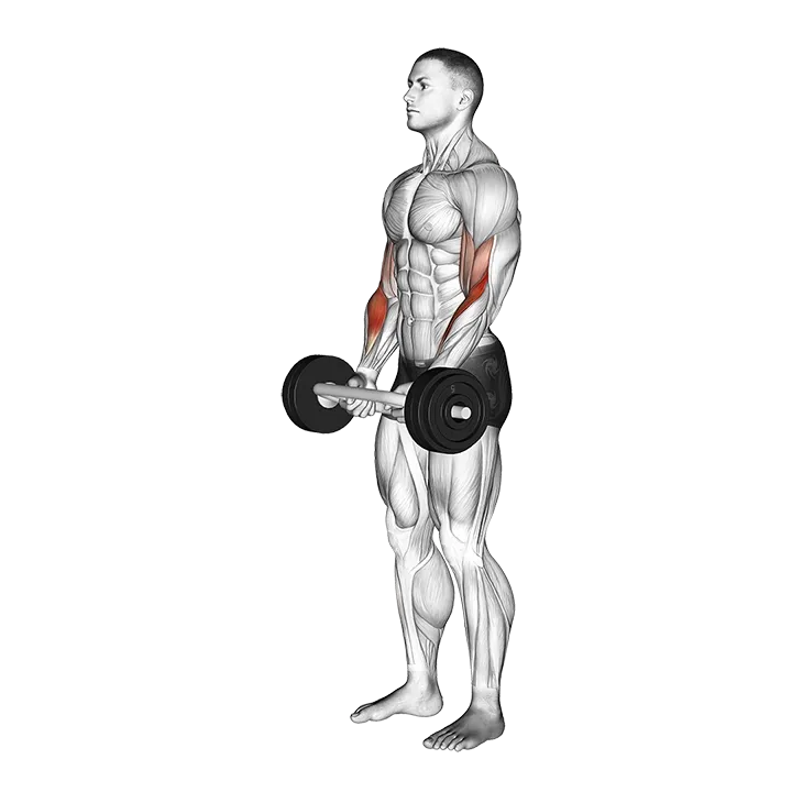 Olympic Barbell Hammer Curl exercise animation (Male)