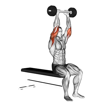 Olympic Barbell Triceps Extension