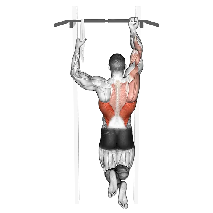 One Arm Chin-Up exercise animation (Male)