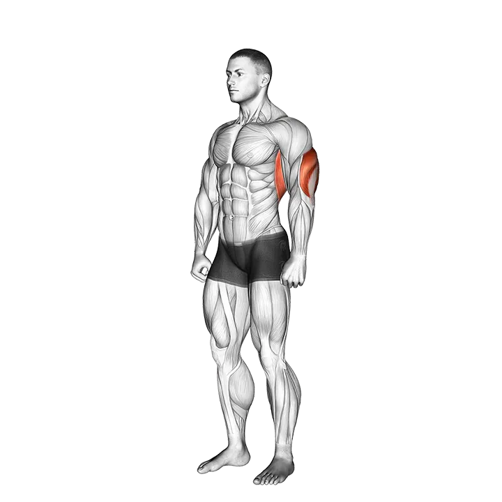 Overhead Triceps Stretch exercise animation (Male)