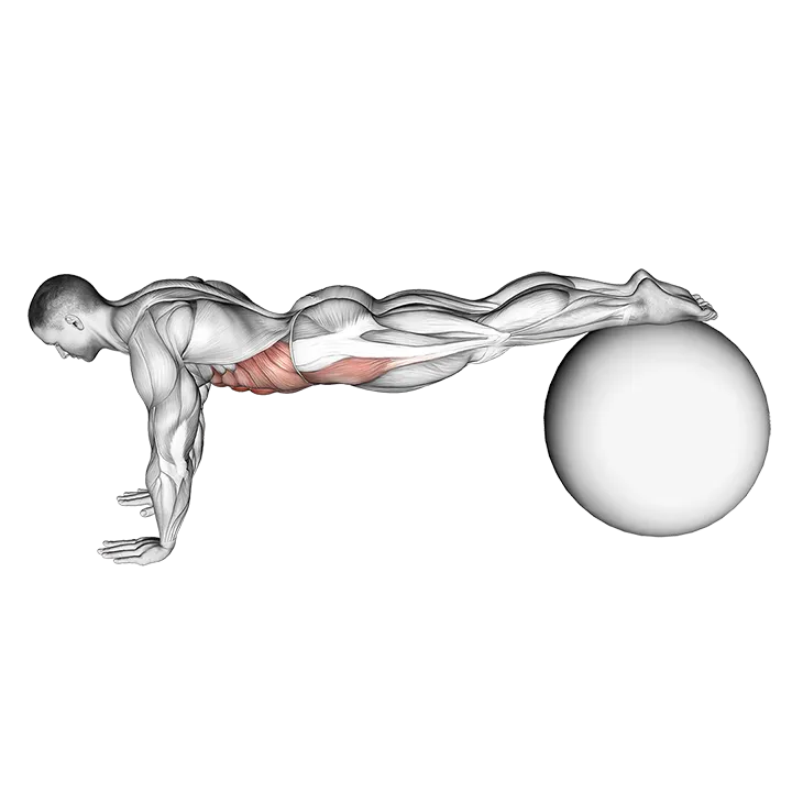 Pull-In (on stability ball) exercise animation (Männlich)