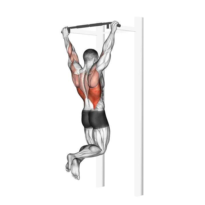 Pull-up exercise animation (Male)