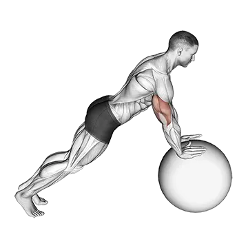 Push-up (on stability ball)