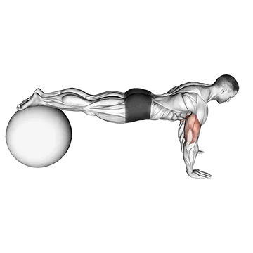 Push-Up (on stability ball)