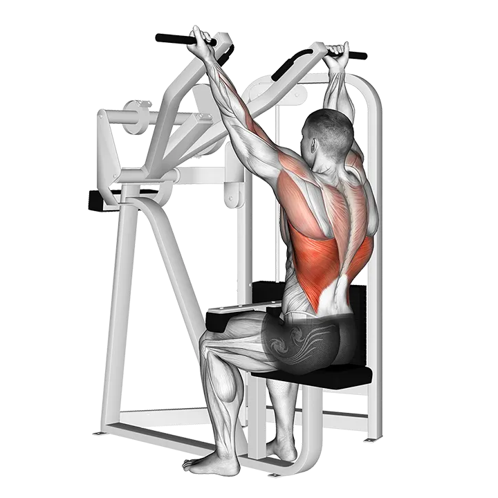Reverse grip machine lat pulldown exercise animation (Male)