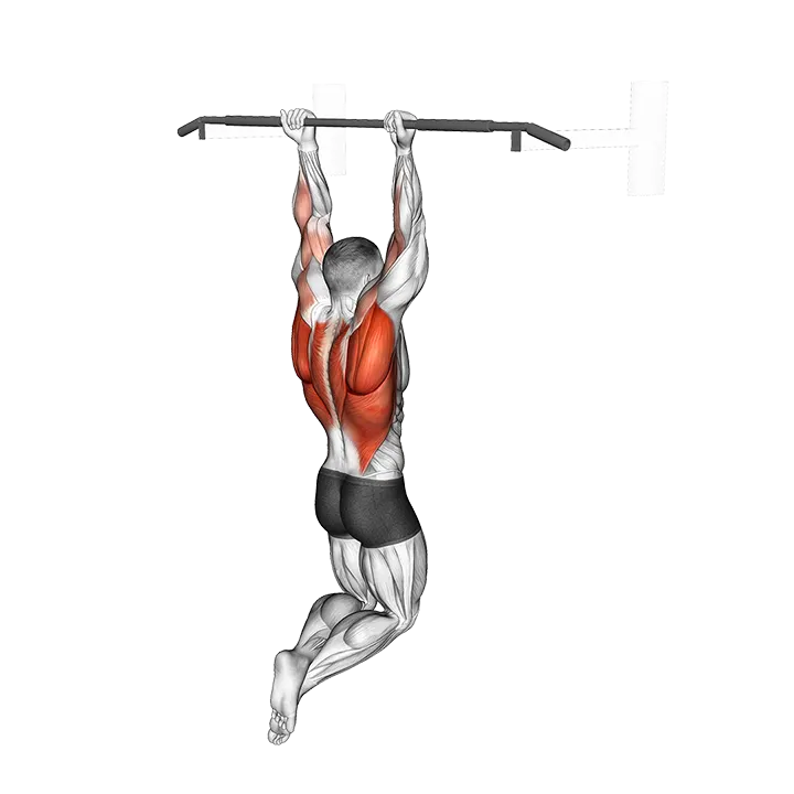 Reverse grip Pull-up exercise animation (Male)