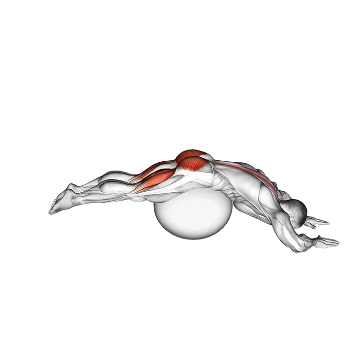 Reverse Hyper extension (on stability ball) exercise animation (Male)