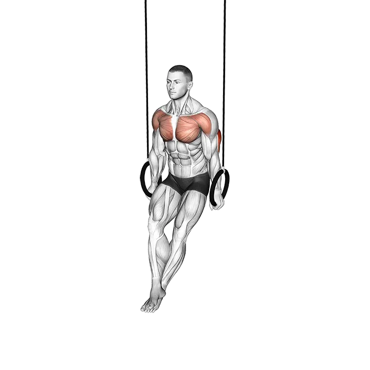 Ring Dips exercise animation (Male)