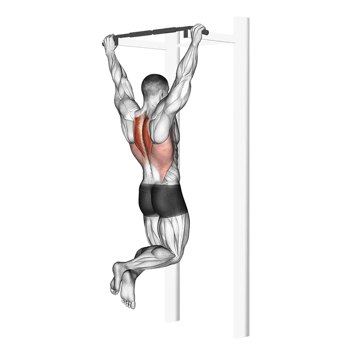 Scapular Pull-Up exercise animation (Male)