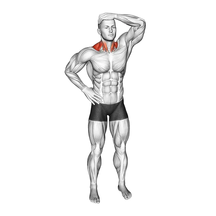 Side Neck Stretch exercise animation (Male)