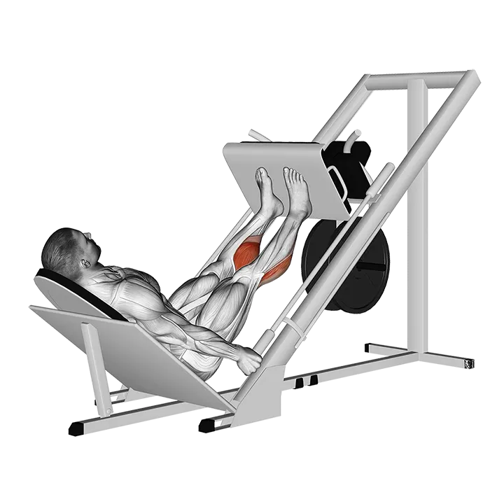 Sled 45° Calf Press exercise animation (Male)
