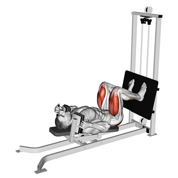 Sled Lying Squat exercise animation (Male)