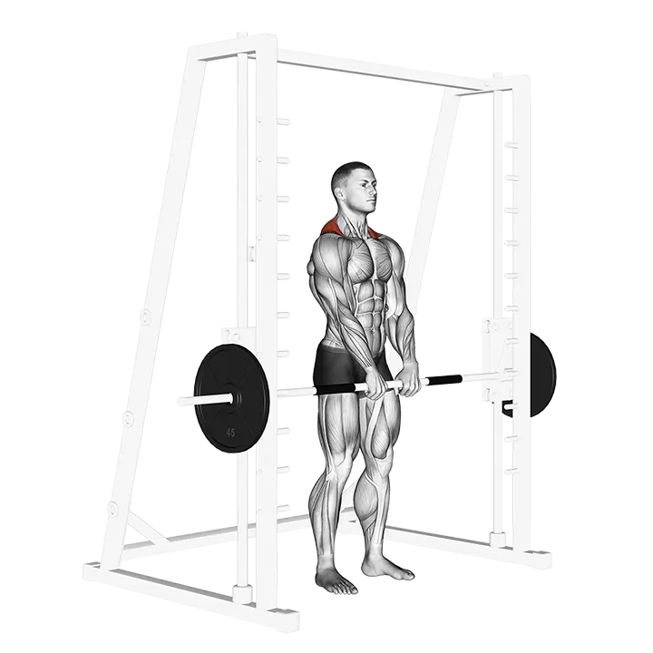 Smith Shrug exercise animation (Male)