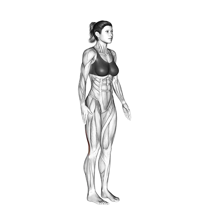 Standing Hamstring Stretch exercise animation (Female)