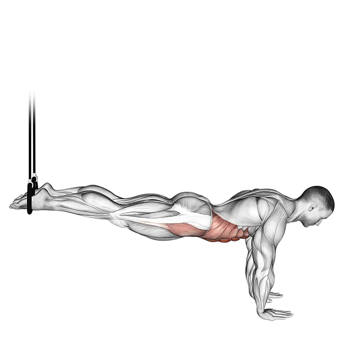 Suspended Reverse Crunch exercise animation (Male)