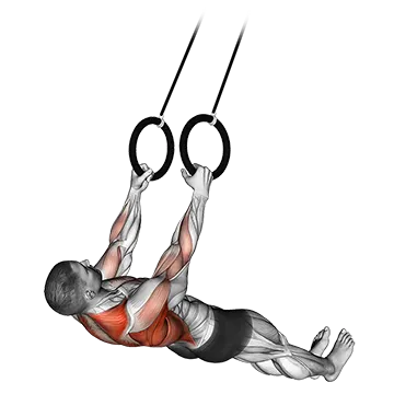 Suspended Row