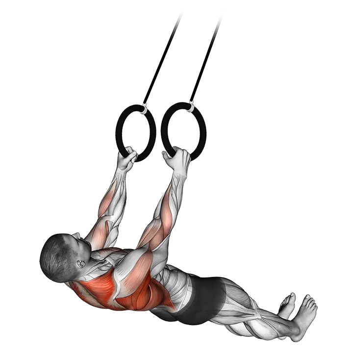 Suspended Row exercise animation (Male)