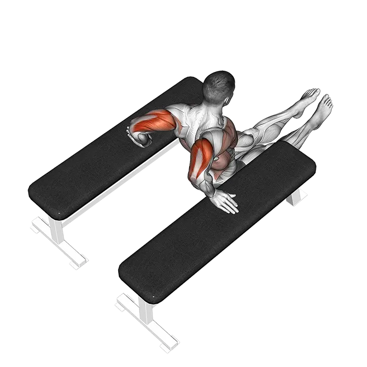 Triceps Dip (between benches) exercise animation (Male)
