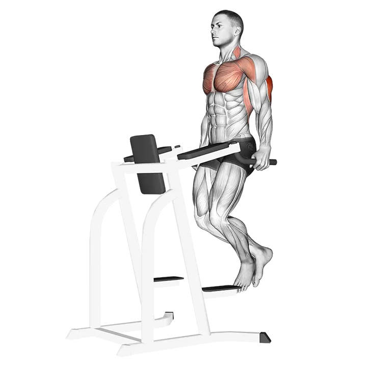 Triceps Dip exercise animation (Male)