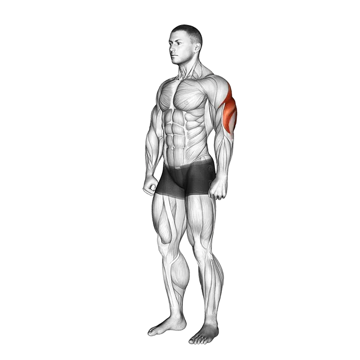 Triceps Stretch exercise animation (Male)