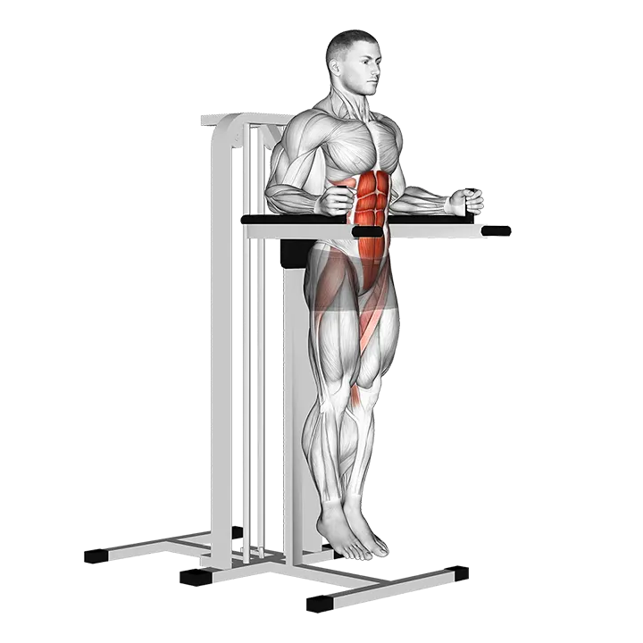 Vertical Leg Raise (on parallel bars) exercise animation (Male)