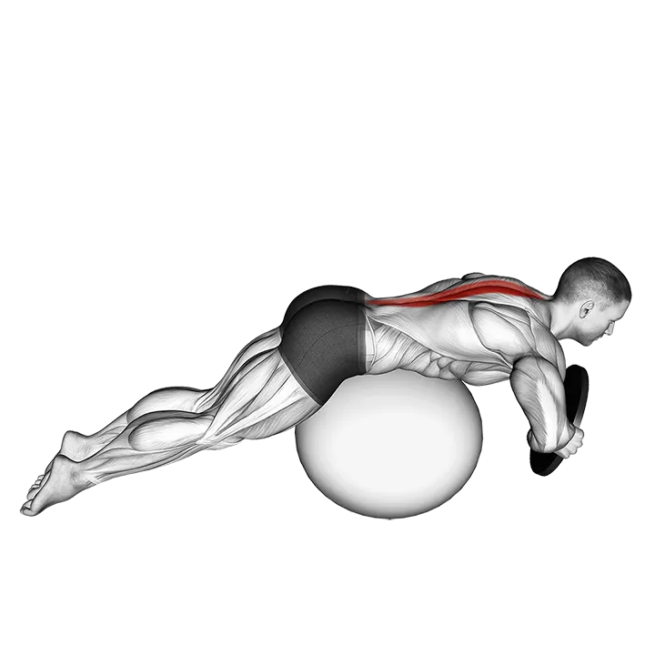 Weighted Hyperextension (on stability ball) exercise animation (Hombre)