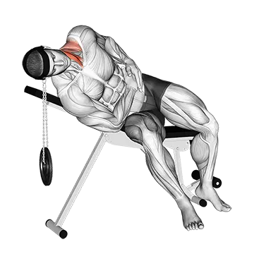 Weighted Lying Side Lifting Head (with head harness)