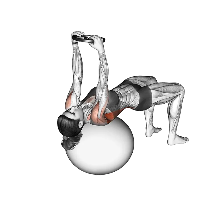 Weighted Pullover (on stability ball) exercise animation (Female)