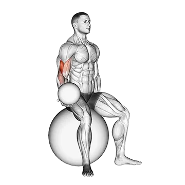 Weighted Seated Bicep Curl  (on stability ball)