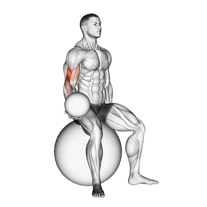Weighted Seated Bicep Curl (on stability ball) exercise animation (Male)