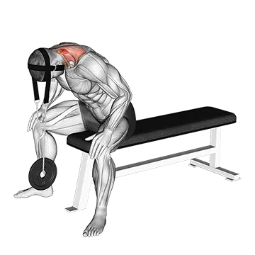 Weighted Seated Neck Extension (with head harness)