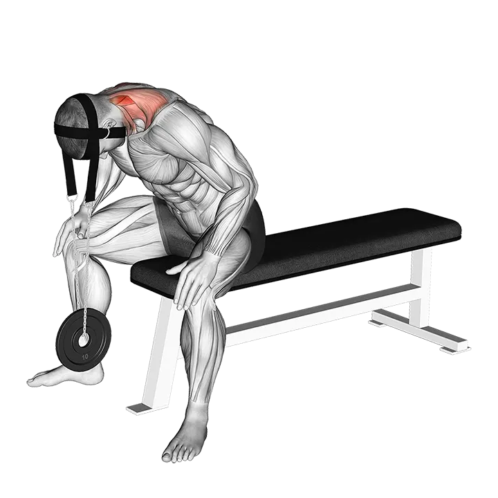 Weighted Seated Neck Extension (with head harness) exercise animation (Male)