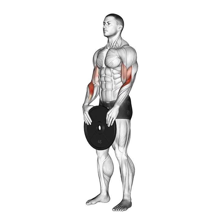 Weighted Standing Curl exercise animation (Male)
