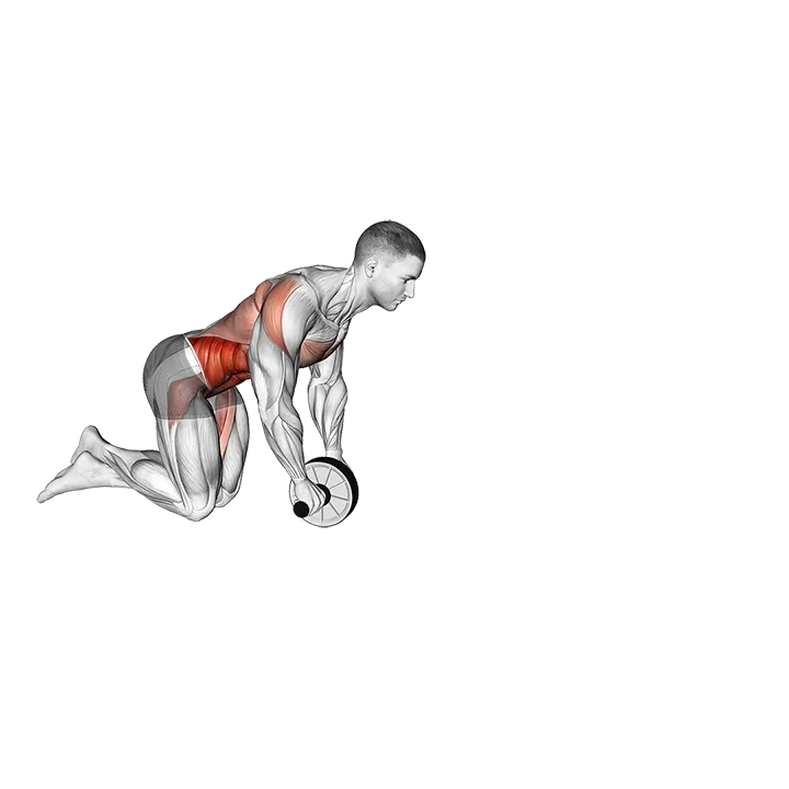 Wheel Rollout exercise animation (Male)