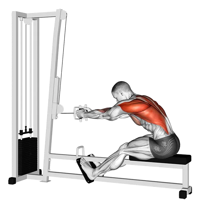 Cable seated row exercise animation (Male)