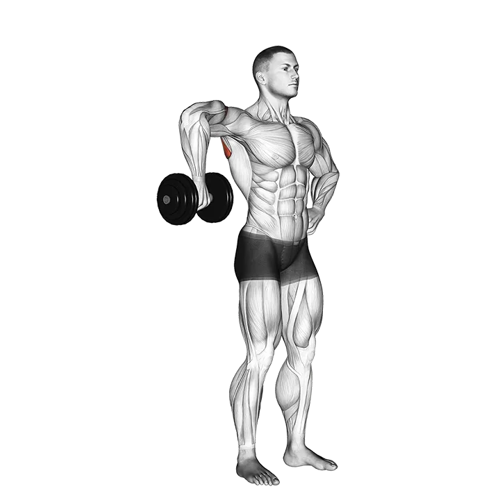 Dumbbell Upright Shoulder External Rotation exercise animation (Male)