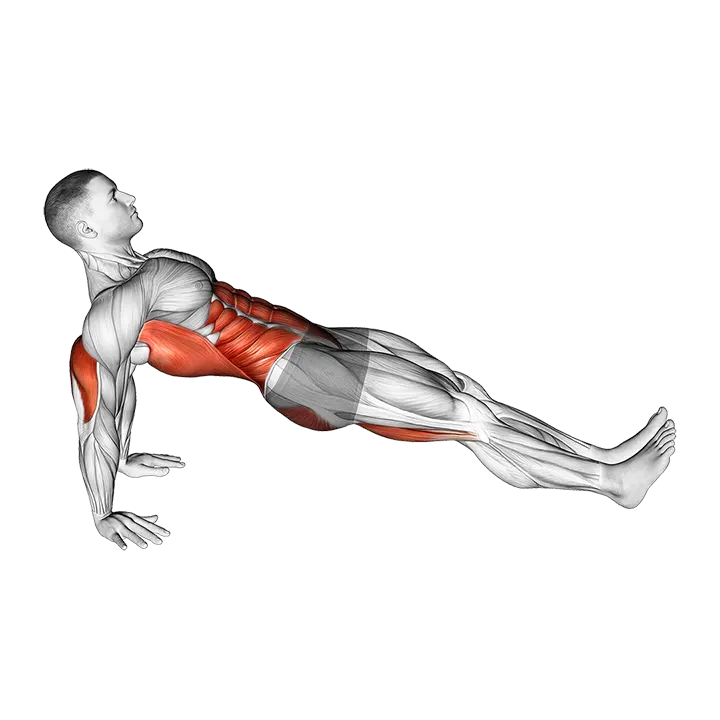 Reverse Plank exercise animation (Hombre)