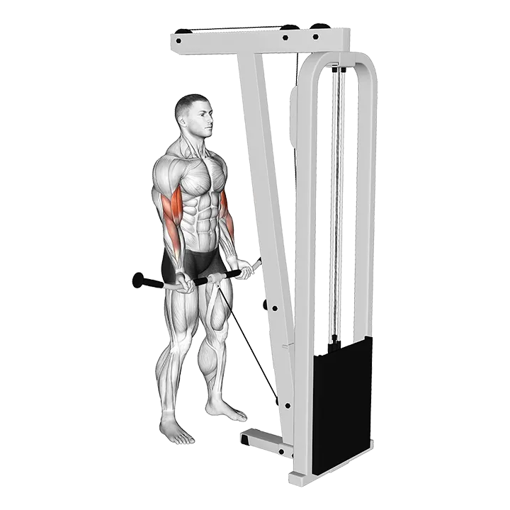 Cable Curl exercise animation (Male)