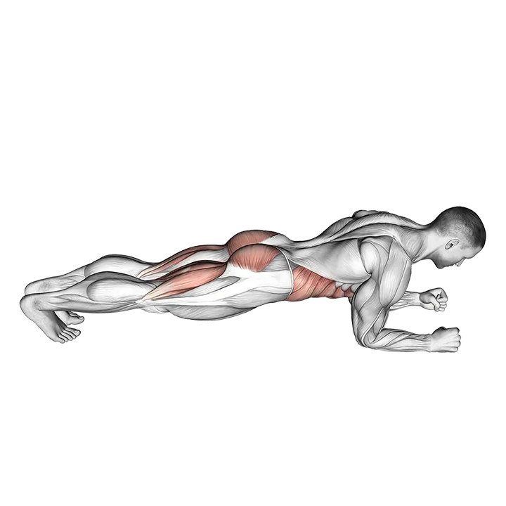 Butt-ups exercise animation (Männlich)