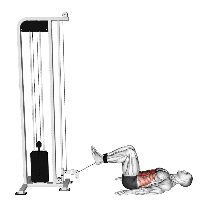 Cable Reverse Crunch exercise animation (Male)