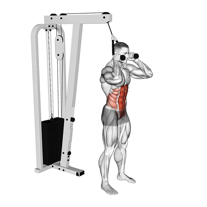 Cable Standing Crunch (with rope attachment) exercise animation (Male)