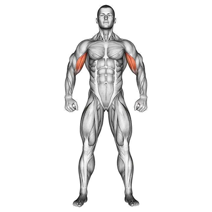 Body muscles. Front view exercise animation (Male)