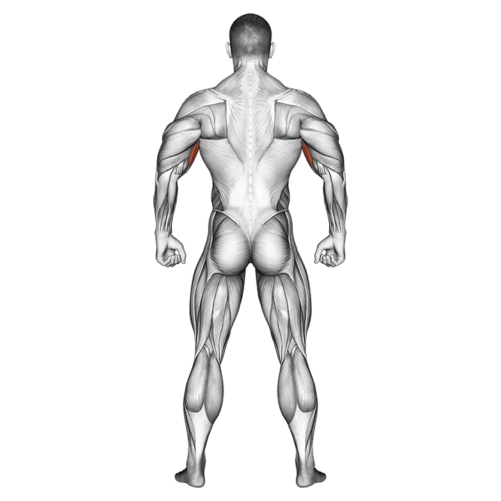Body muscles. Back view exercise animation (Male)