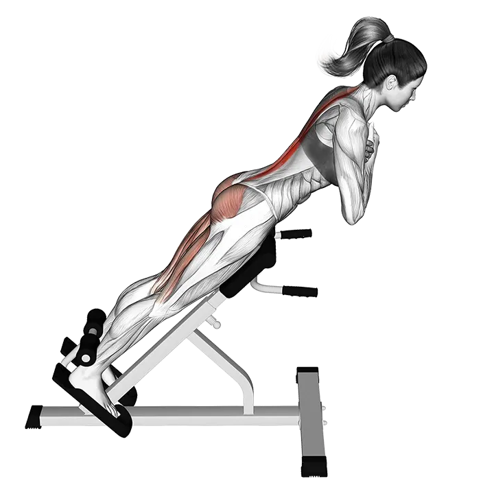 45 degree hyperextension (arms in front of chest) exercise animation (Female)