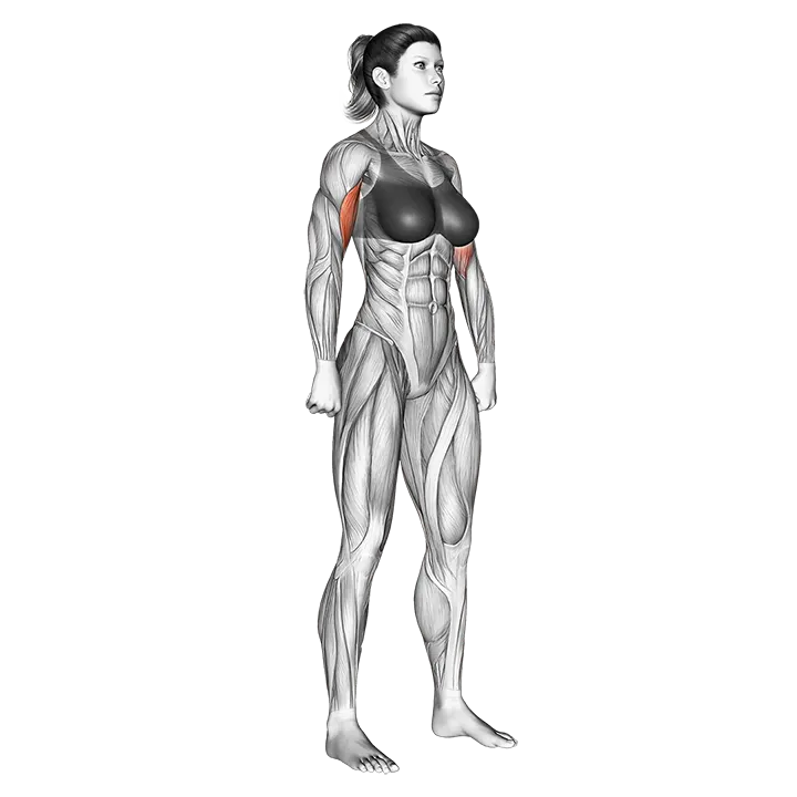 Body muscles. Female. Side view exercise animation (Female)
