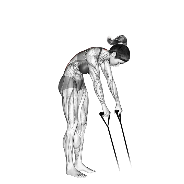 Band Back Extension exercise animation (Female)