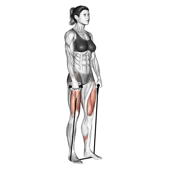 Band deadlift exercise animation (Female)