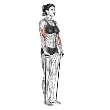 Band hammer curl